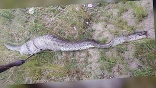 Giant Python Swallows Something HUGE!!!