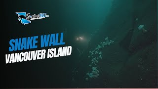 Diving Snake Wall - Vancouver Island British Columba #ScubaDiving #VancouverIsland #SonyA7S3