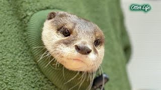 The Magical Hoodie That Captivates Otters [Otter Life Day 997]