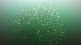 Fish Ball on a Safety Stop in the Gulf of Mexico