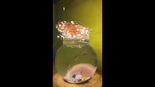 Fish Live #live