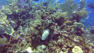 Shark Hole Wrasse