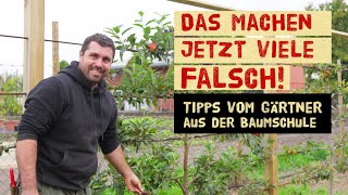 Fruit trees in autumn – planting, caring for & protecting with professional tips from the nursery