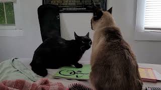 regent v. ferret.