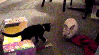 Kitten and bunny play together
