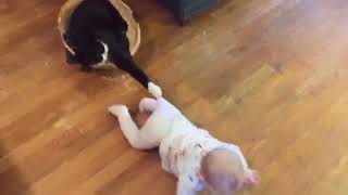 Baby and Cat Funny Fails