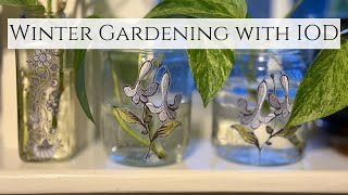Winter Gardening with IOD Transfer and Recycled Jars |Cutting and Rooting Plants for Spring