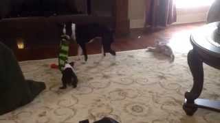 Tug of War