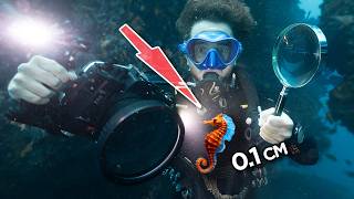 We found the world's smallest seahorse (less than 1 cm)! 📍Raja Ampat, Indonesia 🇮🇩