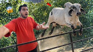 Anand Bull Ne Mari 5 Feet Ki Jump🤬🐂*Fight Ho Gayi?