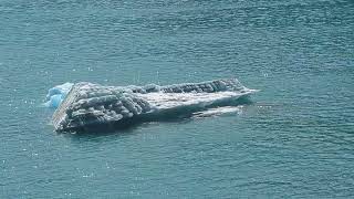 Giant Icebergs! ~ Carnival Luminosa Cruise to Alaska!  2024 by ManicBeastBoise