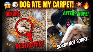 DOG ATE my CARPET!!  Quick DIY repair