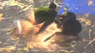 Kitten Mittens vs Night Crawler - Motorama 2022