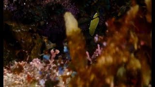 Lemon Butterflyfish at Cronulla