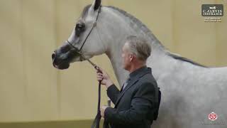 GCAT Americas Scottsdale 2026   Class   3A