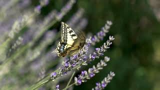 Butterflies piano relaxation music