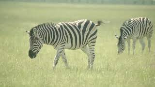 जेब्रा के धारीदार आश्चर्यों के बारे में 7 #दिलचस्प मजेदार #तथ्य @factober #funfacts #zebras #hindime