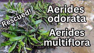 Aerides odorata and Aerides multiflora rescue #orchid #orchidcare