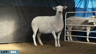 LOT 464 Illoura 2026 White Suffolk Stud Dispersal   Mated Ewes