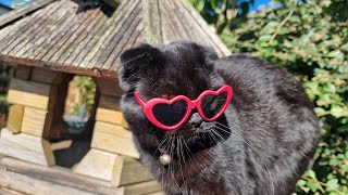 🌿🐱 "Purrfect Paradise: My Adorable Cats Take Over the Garden! 🌺😺"