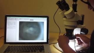 Barlow (Auxilary) Lens Overview and Tutorial on SM Series Microscopes