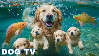 12 Hours of Dog TV for Dogs to Watch 🐶 Dog calming music - Anti Separation Anxiety Relief Music