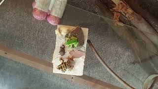 Tell moo moo i found my guitar here· Sri Venkateswara Temple with a frog in it. #meow #n #tzu 🍀❤️🕉️🙂
