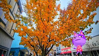 What kind of tree is this ❔️❔️❔️