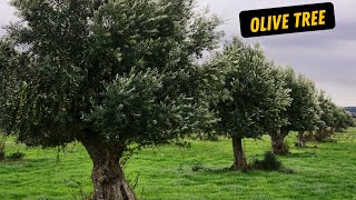 Olive Tree (Background music)- how to grow olive tree