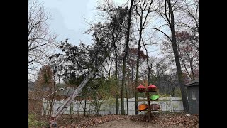 OldGuyDIY Nearly Drops 40' Tree On $700 Fence & Kayaks. Sometimes Better To Be Lucky Than Good