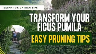 Transform Your Ficus Pumila: Easy Pruning Tips
