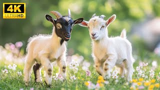 Baby Animals 4K (60FPS) - Mischievous Moments With Baby Animals And Relaxing Music
