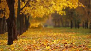 Yellow Tree & Relaxing Music !