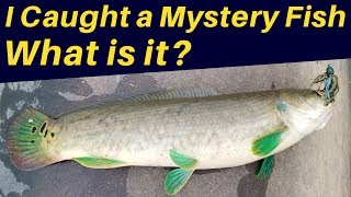 I Caught a Mystery Fish! What is it?