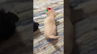 Ruby’s puppies are 5 weeks old today.