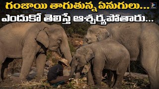 Elephants Consuming Marijuana...!!!! || TFC Filmnagar