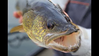 Questions from the State Fair: Should Minnesota reduce the walleye limit from six fish to four?