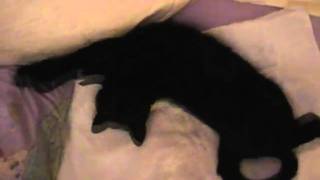 Mog the Cat's Animal Impressions