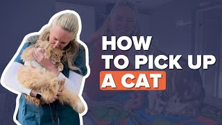 How To Pick Up a Cat