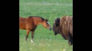 A herd of curious horses meet a wandering bison