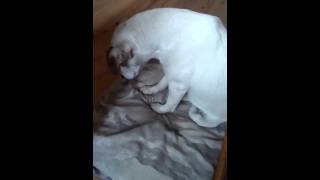 Dog falls asleep sitting up