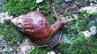Gerak Pelan yang Menenangkan 🍃 Kehidupan Siput di Alam Liar