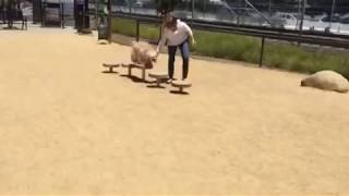 Little Papi tries the agility course, Redwood City CA