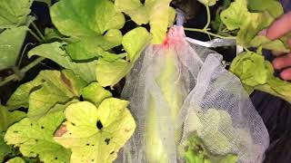 Gardening in Japan _ summer vegetable garden #nharuamit #farming #garden #lamvuon #gardening #veg...