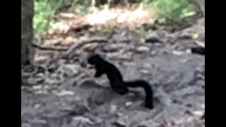Black Squirrel spotted in NE Oklahoma.  (9-9-2020)