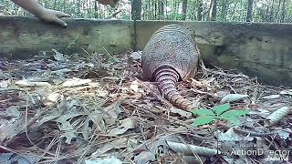 Armadillo