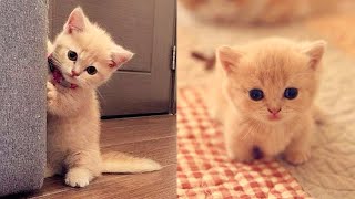 CAT FUNNIEST VEDIO PART 1//TRY NOT TO LAUGH//FUNNY CAT AND KITTENS  MEOWING COMPILATION/FUNNIEST CAT