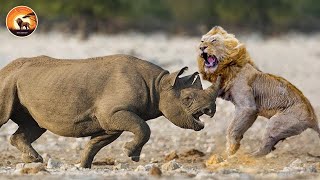 Lion Attacks a Rhino… and Instantly Regrets It | Wild Animals