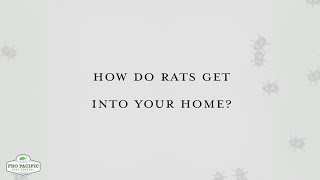 How Do Rats Get Into Your Home? | Pro Pacific Pest Control