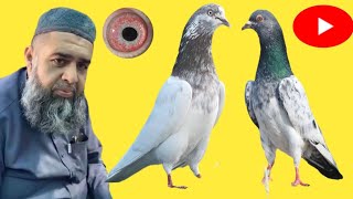 Ustad Chaudhry Basharat of Gujranwala ki chat se pigeons